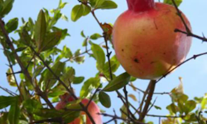 As romãs de Valdemar Sguissardi